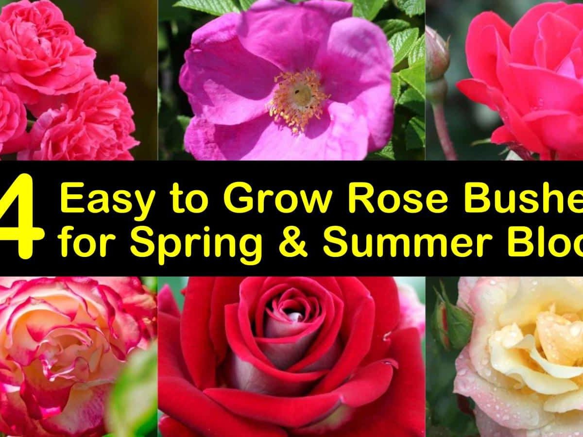 Where Best To Plant A Rose Bush
