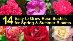 Easy to Grow Rose Bushes titleimg1