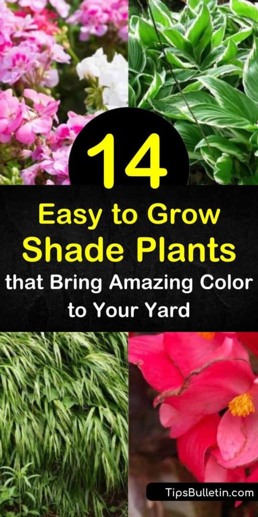 Learn how to grow a shade garden full of variegated, green leaves and colorful blooms with easy to grow shade plants. Plant Japanese forest grass or hosta in partial shade or full shade to brighten dark areas of the yard. #shadeplants #easytogrowshadeplants #shadegarden