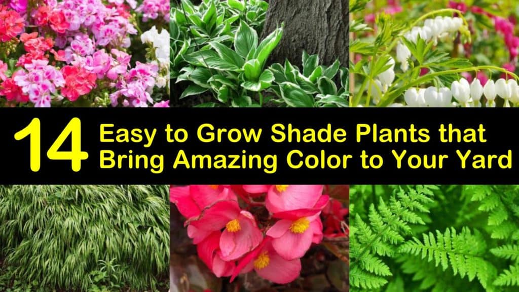 Easy to Grow Shade Plants titleimg1