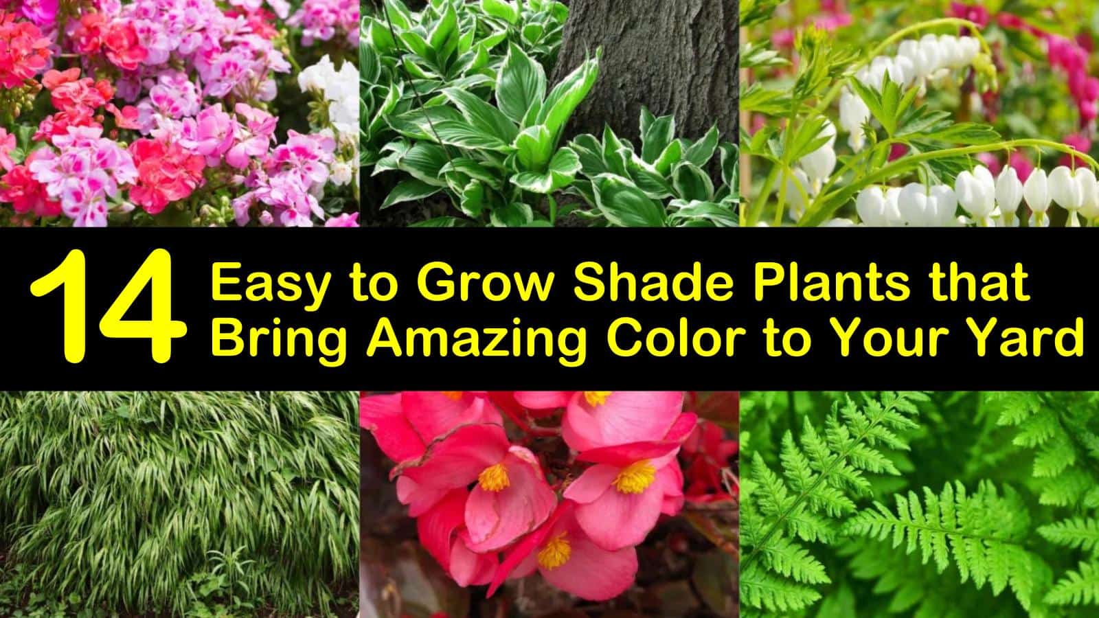 14 Easy to Grow Shade Plants that Bring Amazing Color to Your Yard