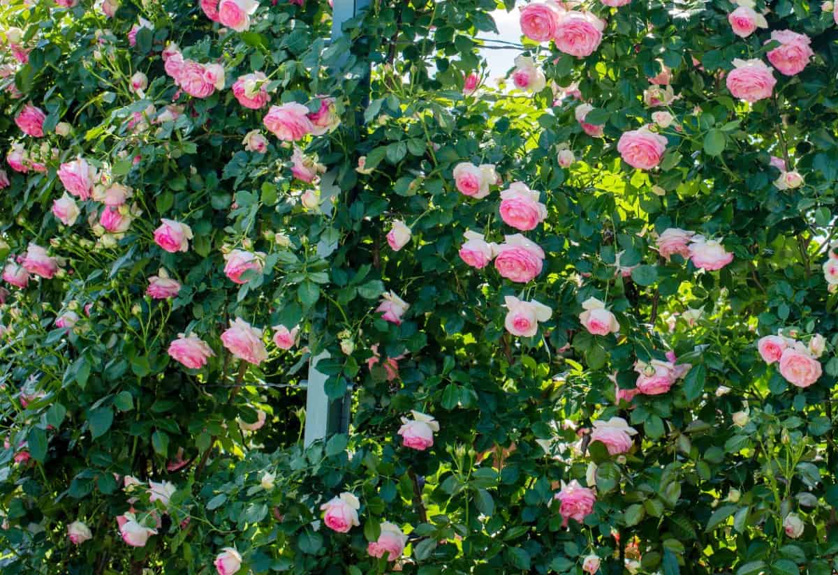 the Eden rose is an old-fashioned climber