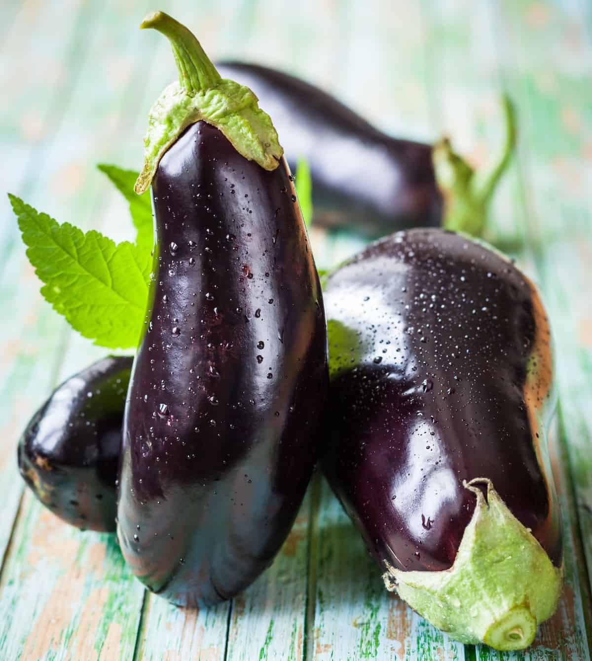 eggplant has very specific heat and light requirements