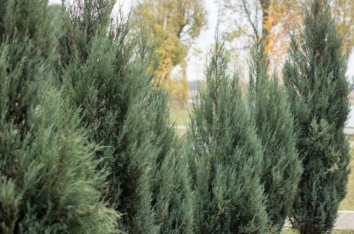 emerald arborvitae is the perfect slow-growing evergreen plant for a pot