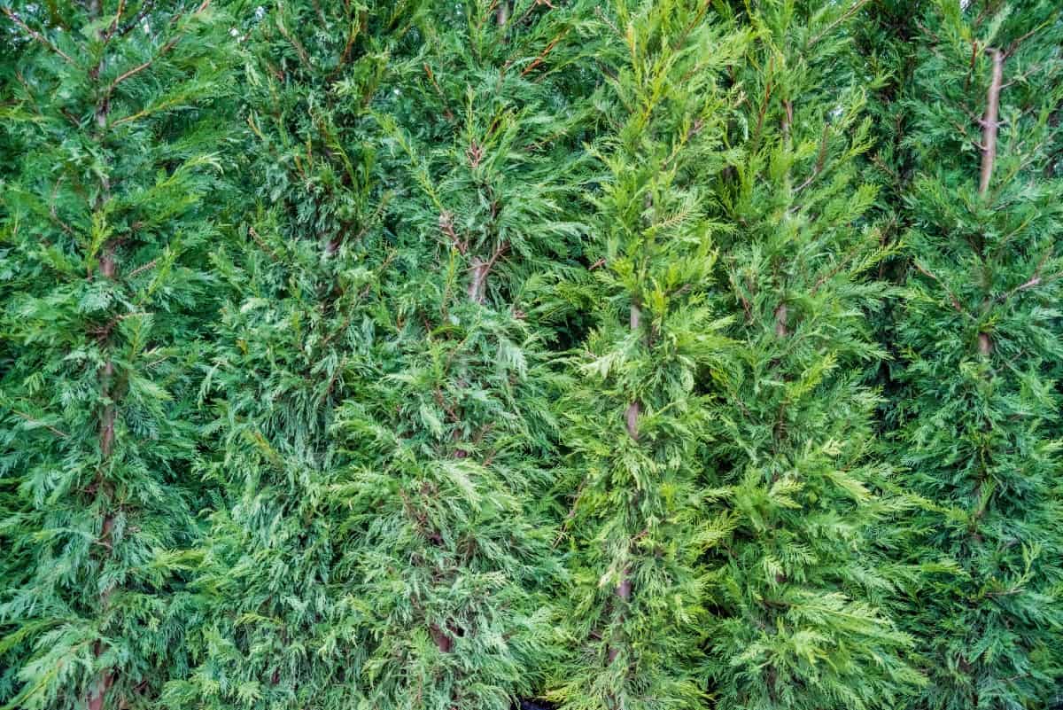 emerald green arborvitae is an amazing privacy shrub