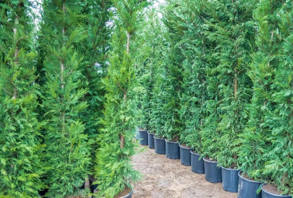 emerald green arborvitae is a semi-dwarf evergreen that is shaped like a pyramid