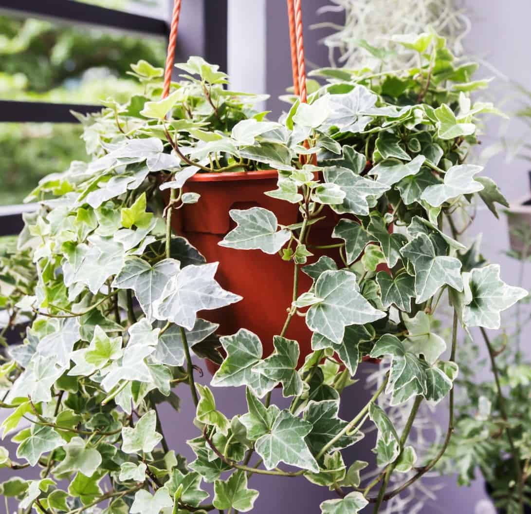 its trailing habit makes English ivy ideal for a hanging basket