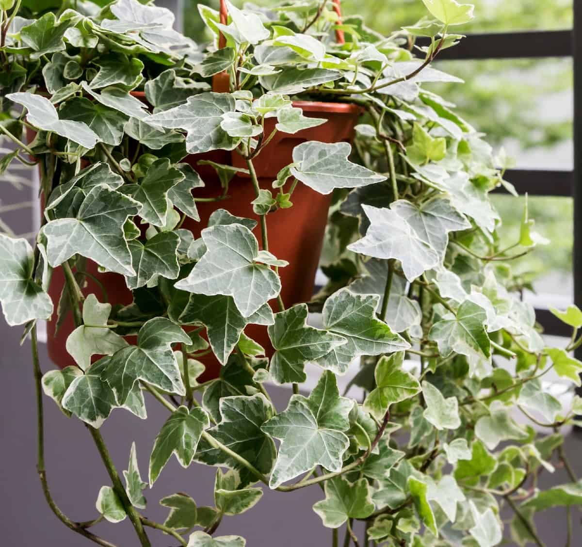 English ivy is a plant with interesting foliage