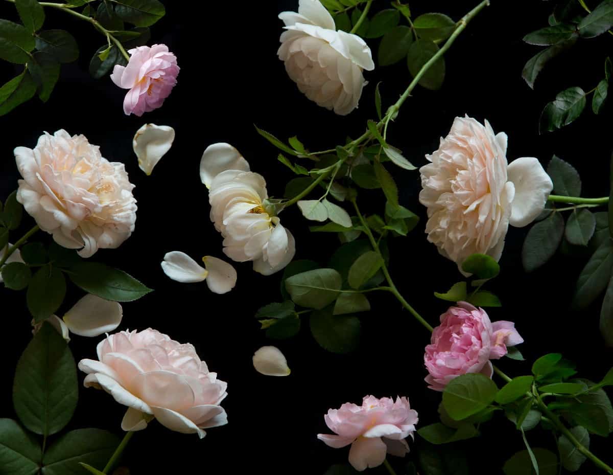 the English rose is well-known for its heavenly fragrance