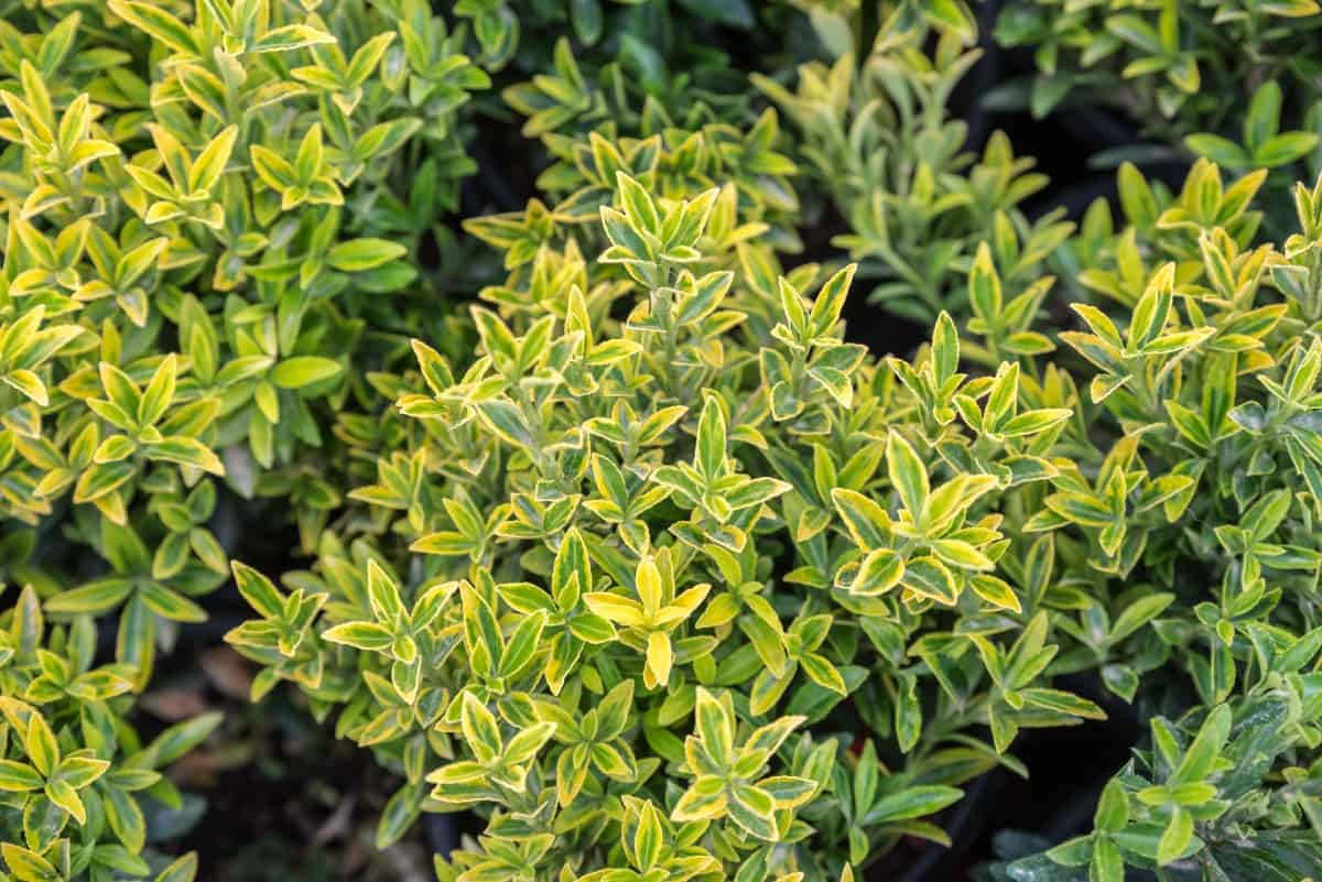 the euonymus has attractive leaves and flowers
