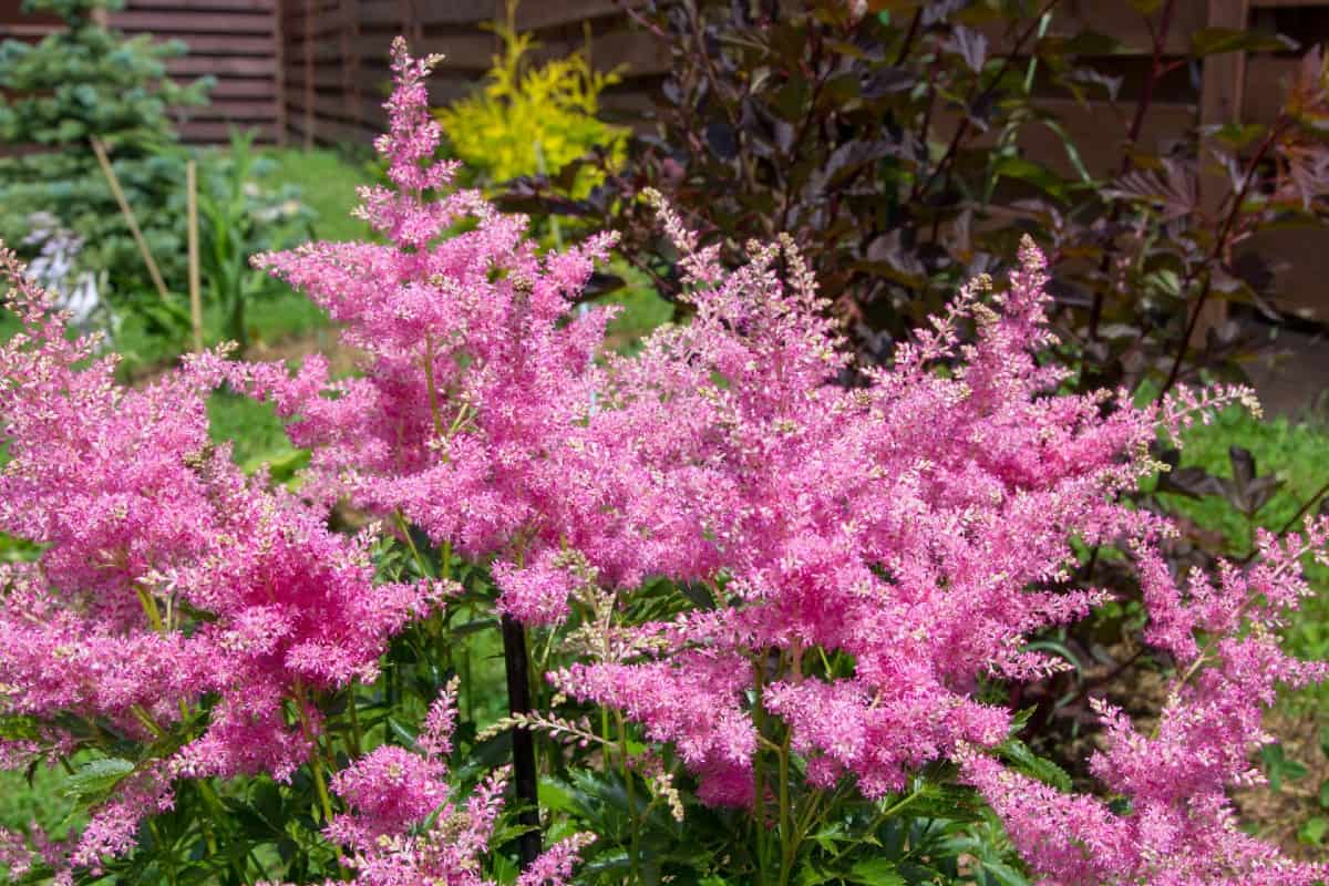 false goat's beard is also known as astilbe and loves the shade