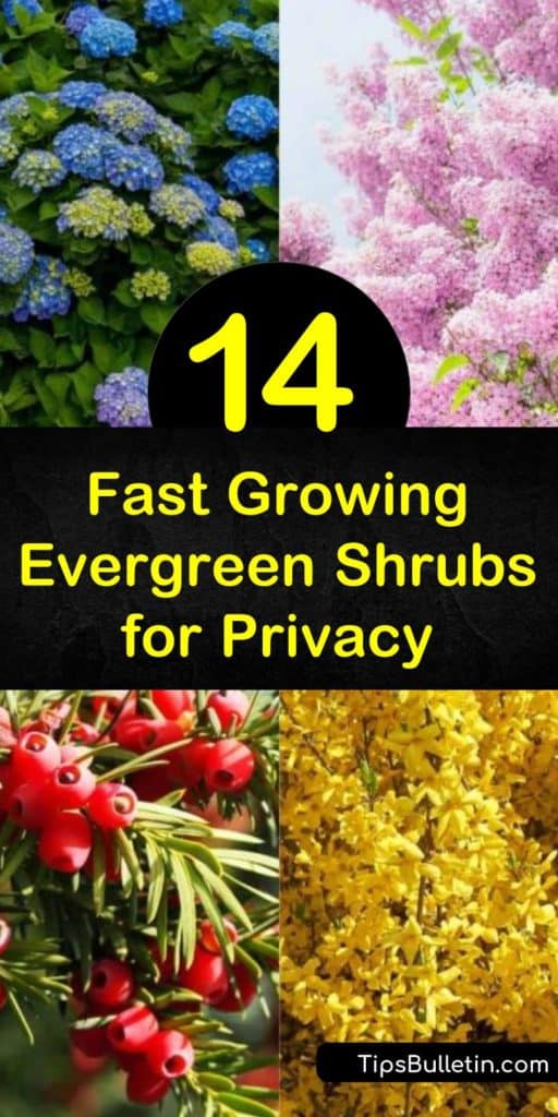 Discover how fast growing evergreen shrubs for privacy work as hedges and a windbreak. Plant beautiful Leyland Cypress or privet to create a privacy screen you’ll love. Add stunning floral shrubs instead of ordinary green leaves with lilac and hydrangea. #fastgrowing #evergreen #shrubs #privacy