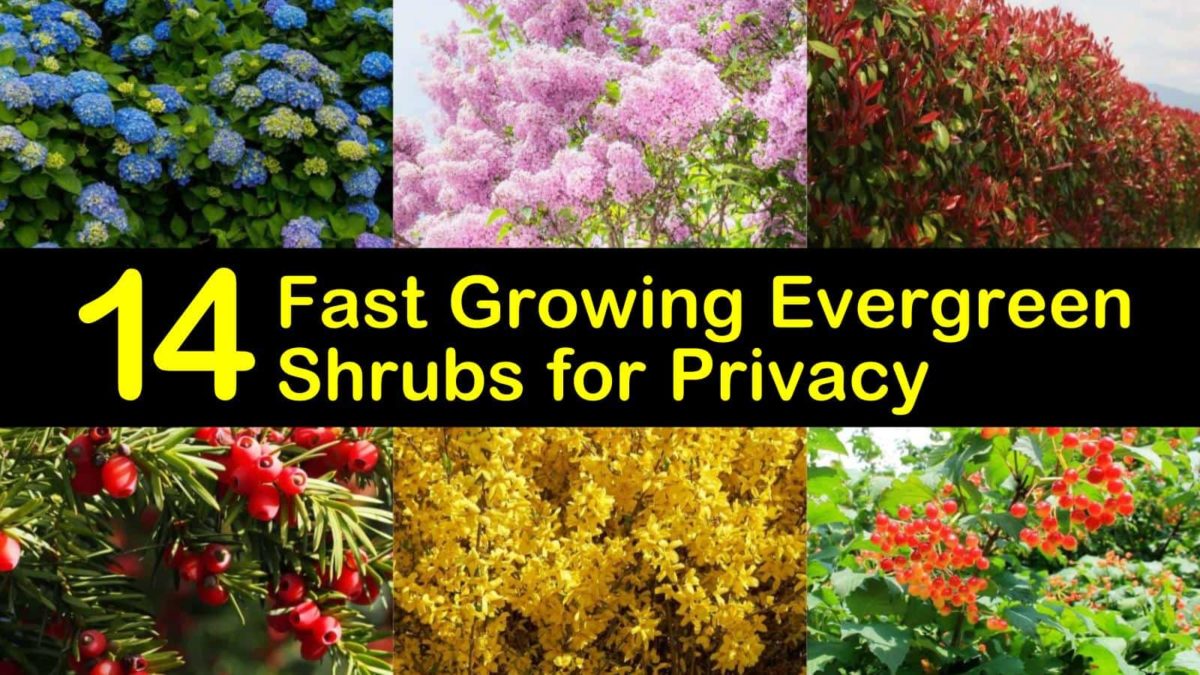 20 Fast Growing Evergreen Shrubs for Privacy