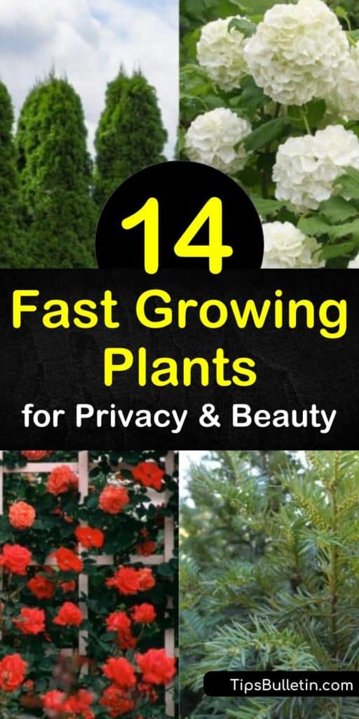 Learn how to use a low-maintenance photinia evergreen shrub as a privacy hedge. Plant a thuja or cypress evergreen tree in full sun to create a natural screen for your yard that also acts as a windbreak. #fastgrowingprivacyplants #privacyplants #livingfence