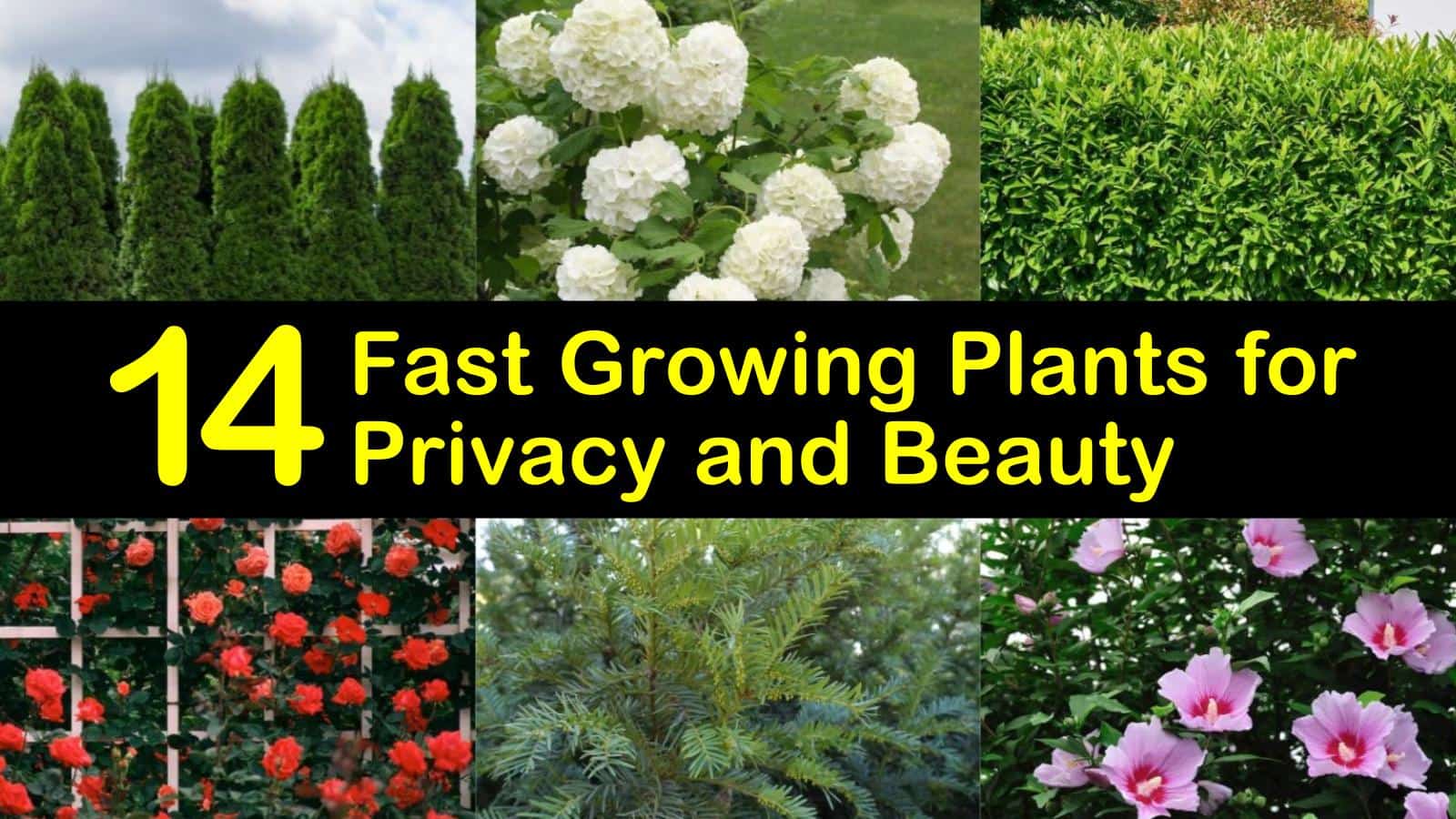14 Fast Growing Plants for Privacy and Beauty