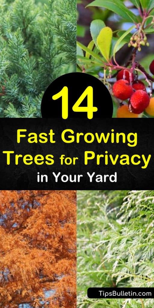 Choose fast growing trees based on the growth rate and projected mature height. See how to use privacy trees, such as the Leyland Cypress, to protect your yard or how to turn a fast growing evergreen into a natural privacy screen. #fastgrowingtrees #trees #privacytrees