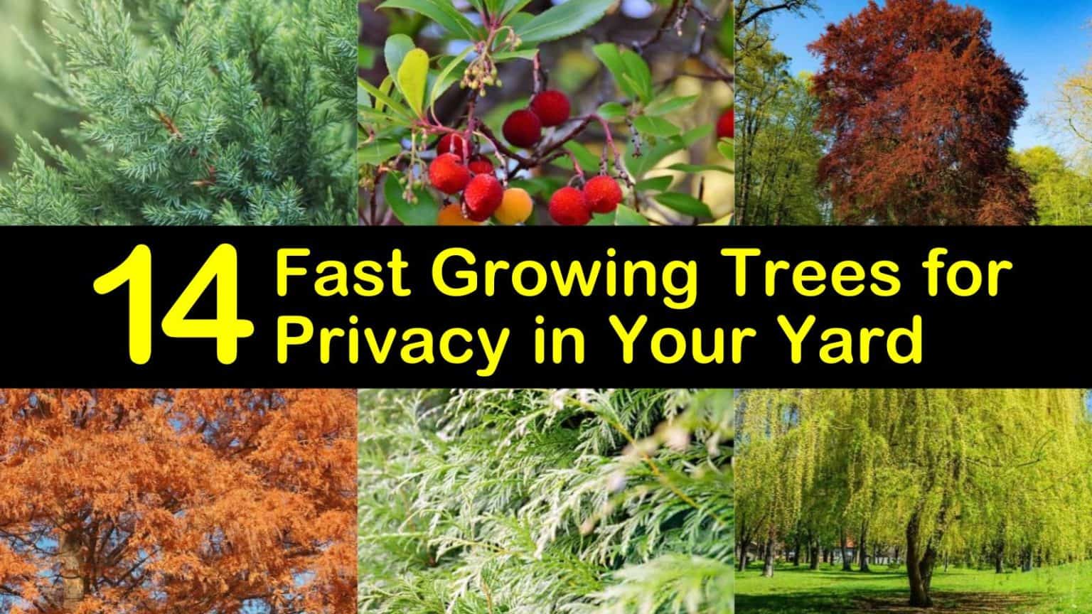 14 Fast Growing Trees for Privacy in Your Yard - Fast Growing Trees For Privacy T1 1536x864