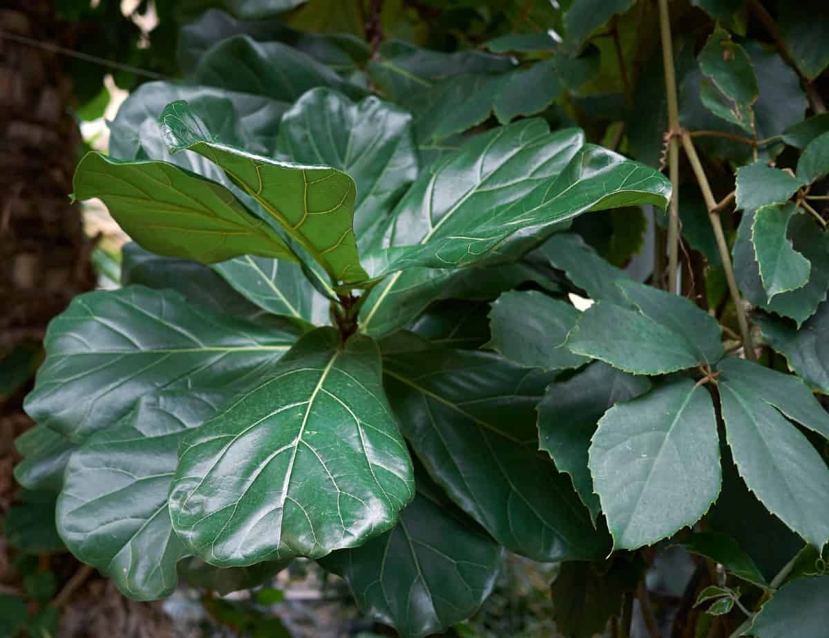 you will enjoy having a fiddle leaf fig plant in the bedroom