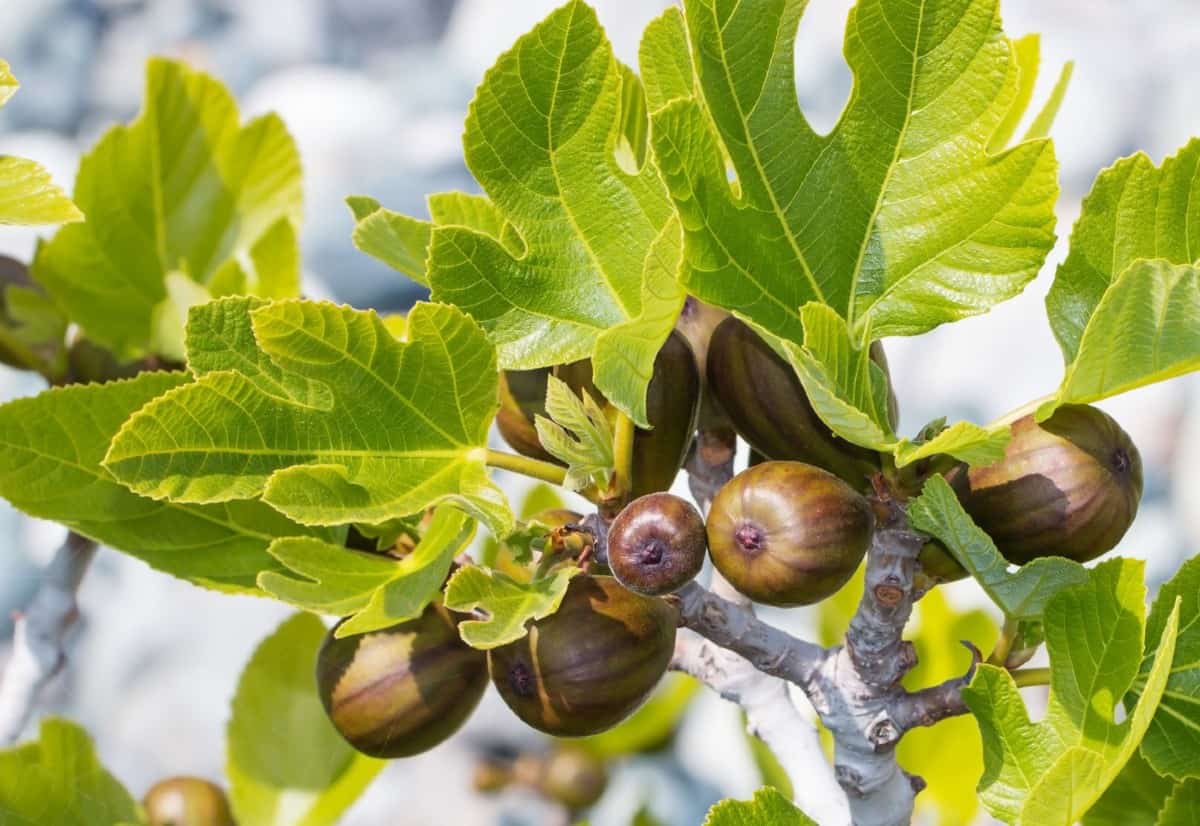 figs are self-fertile fruit trees