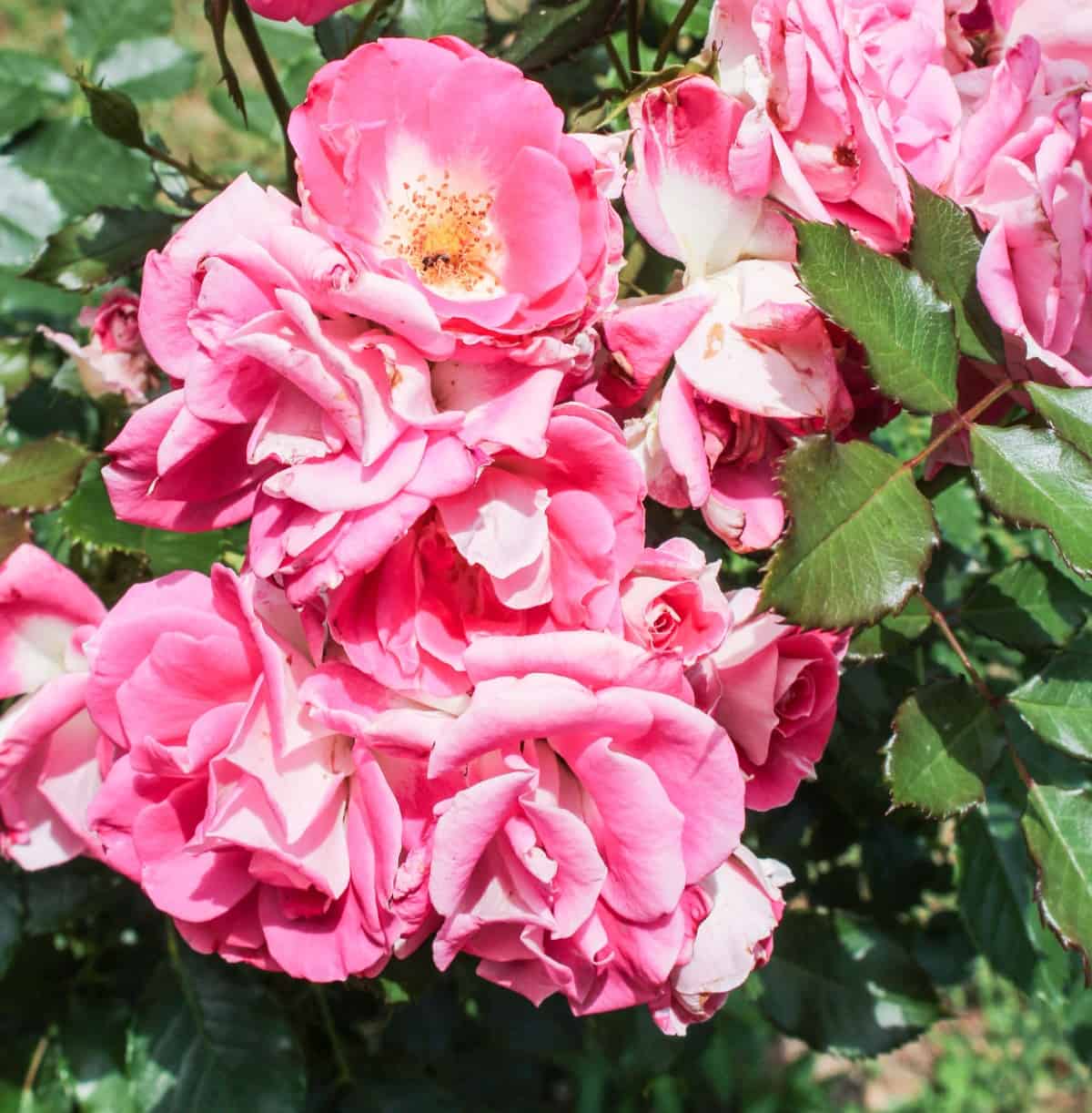 floribunda roses are hardy, fragrant, and easy to grow