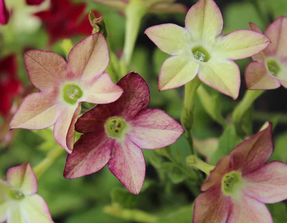 birds are attracted to the flowering tobacco plant