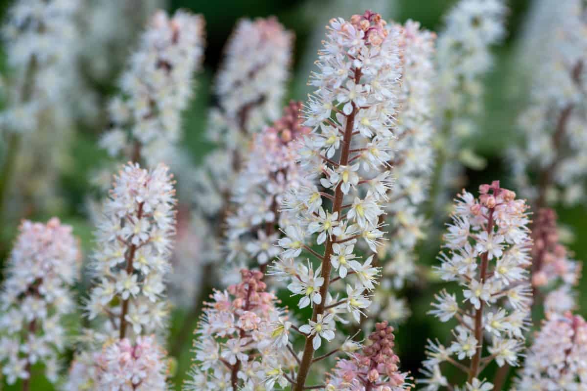 foam flower is named for its delightful blooms