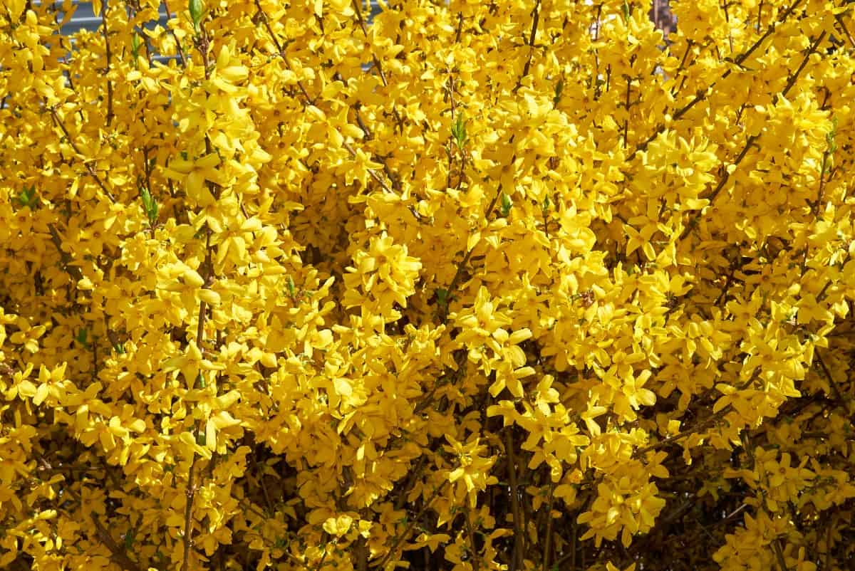 forsythia is a fast growing shrub with bright yellow flowers in early spring