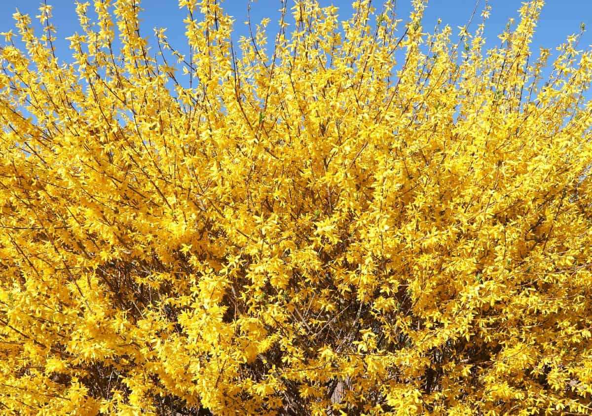 the forsythia is one of the first shrubs to bloom in spring