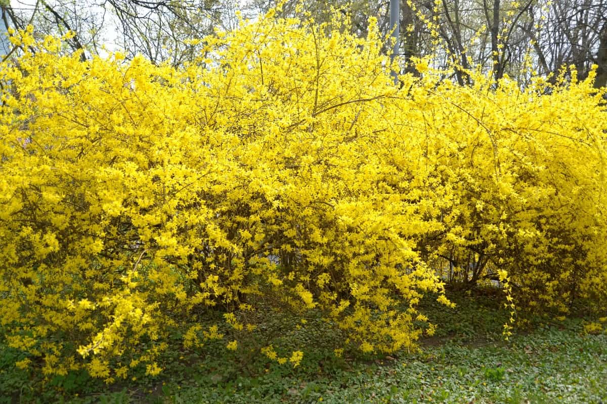 forsythia is easy to grow and early-blooming