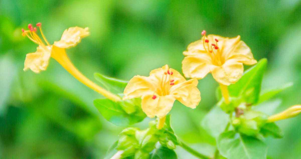 four o'clocks are easy to grow from seeds