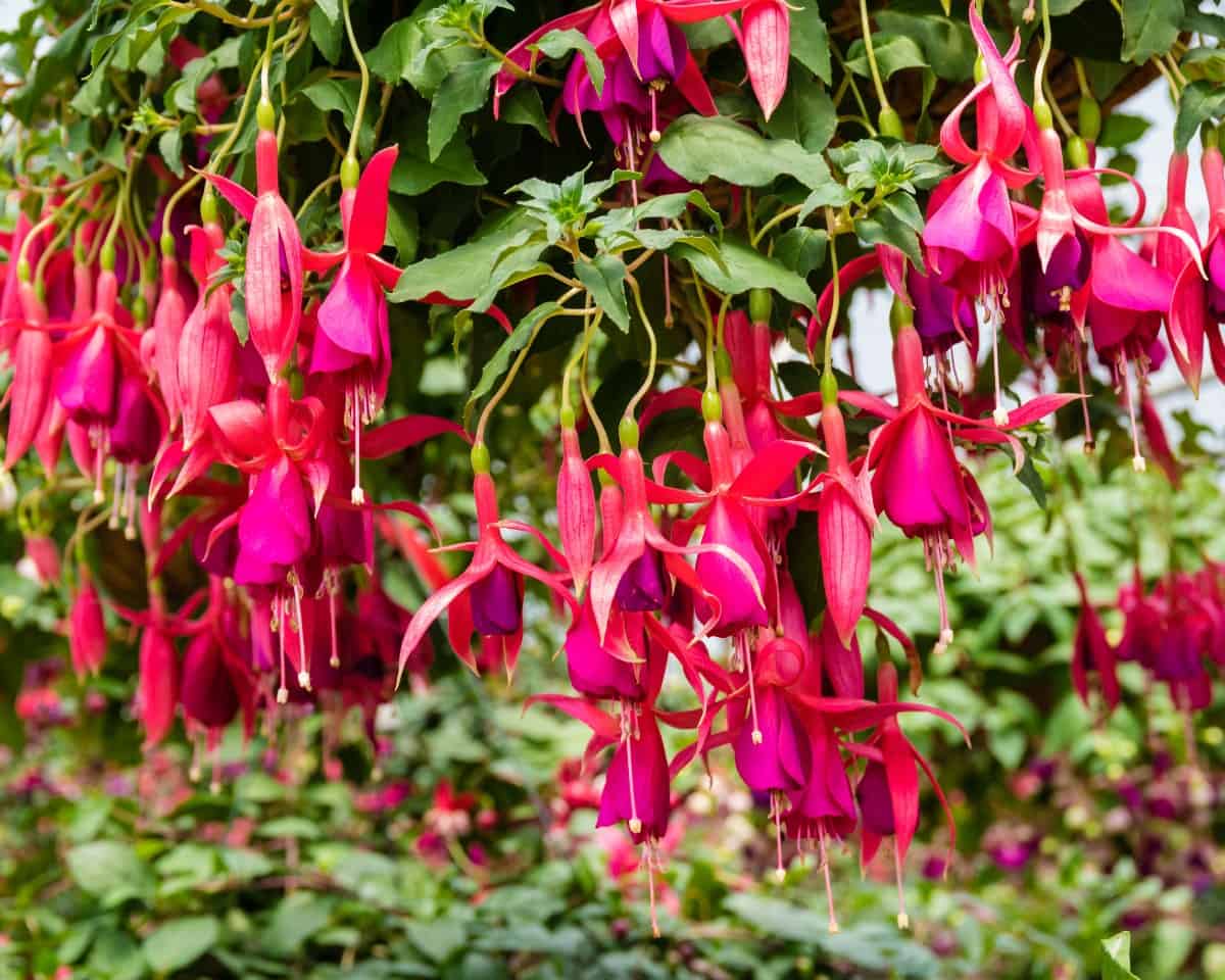 fuchsia has stunning flowers in the shade