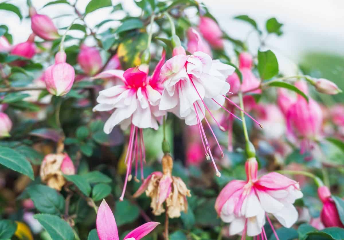 fuchsia has elegant drooping flowers ideal for a hanging basket