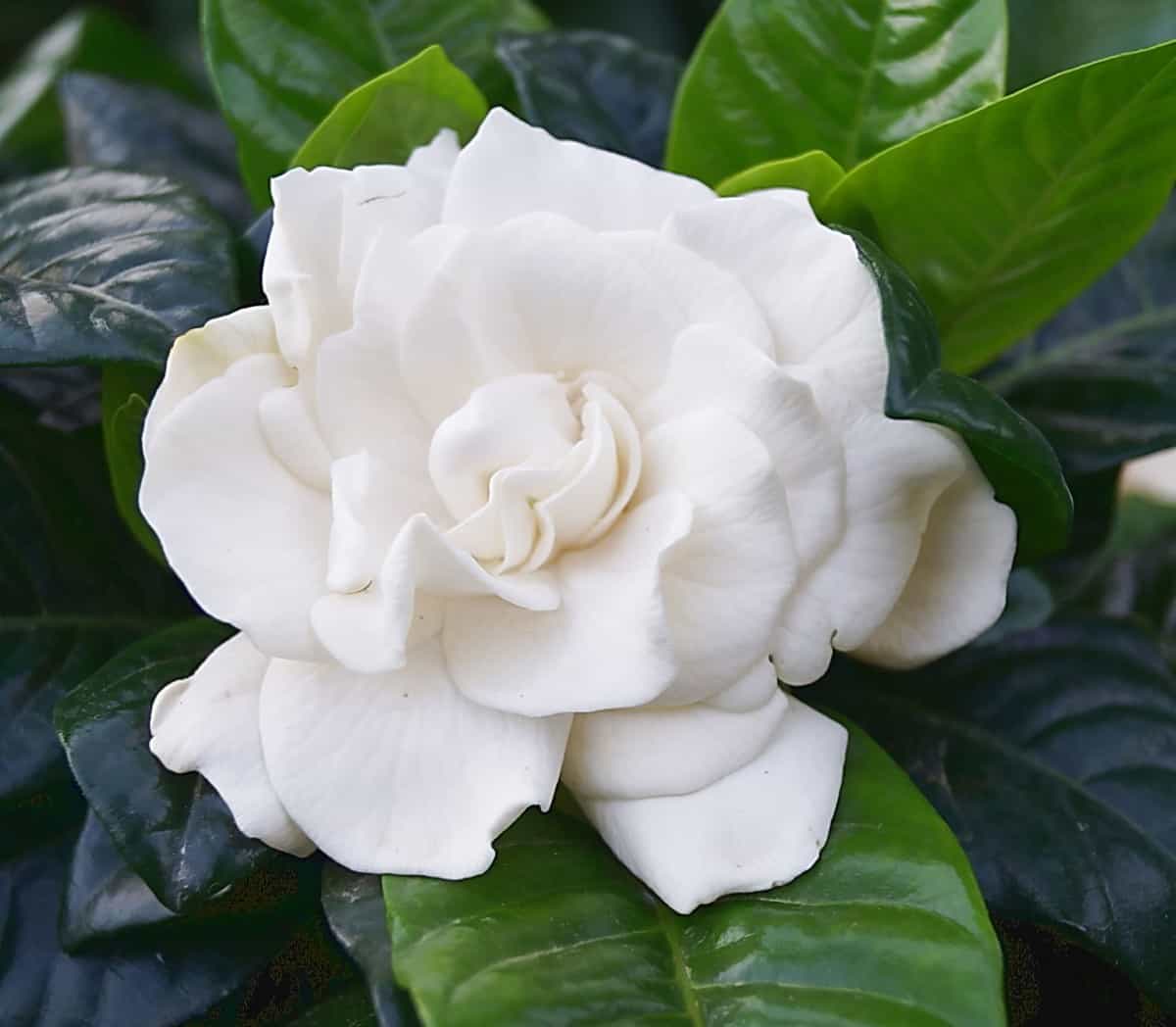 gardenias have a sweet scent that can sometimes be overwhelming to sensitive individuals