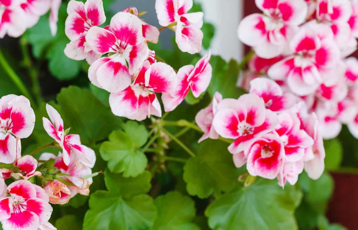 geraniums are perfect for beginner gardeners