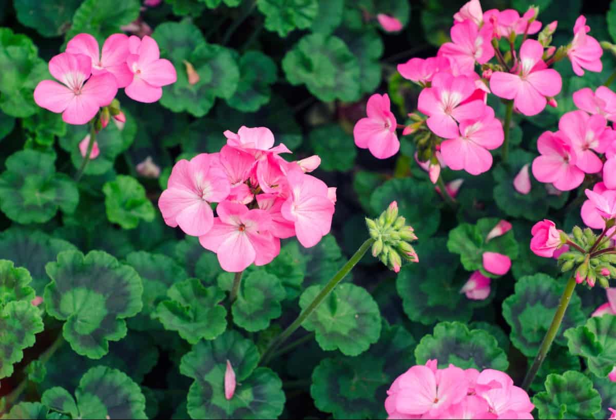 the geranium is a drought-tolerant flower that likes sunny locations