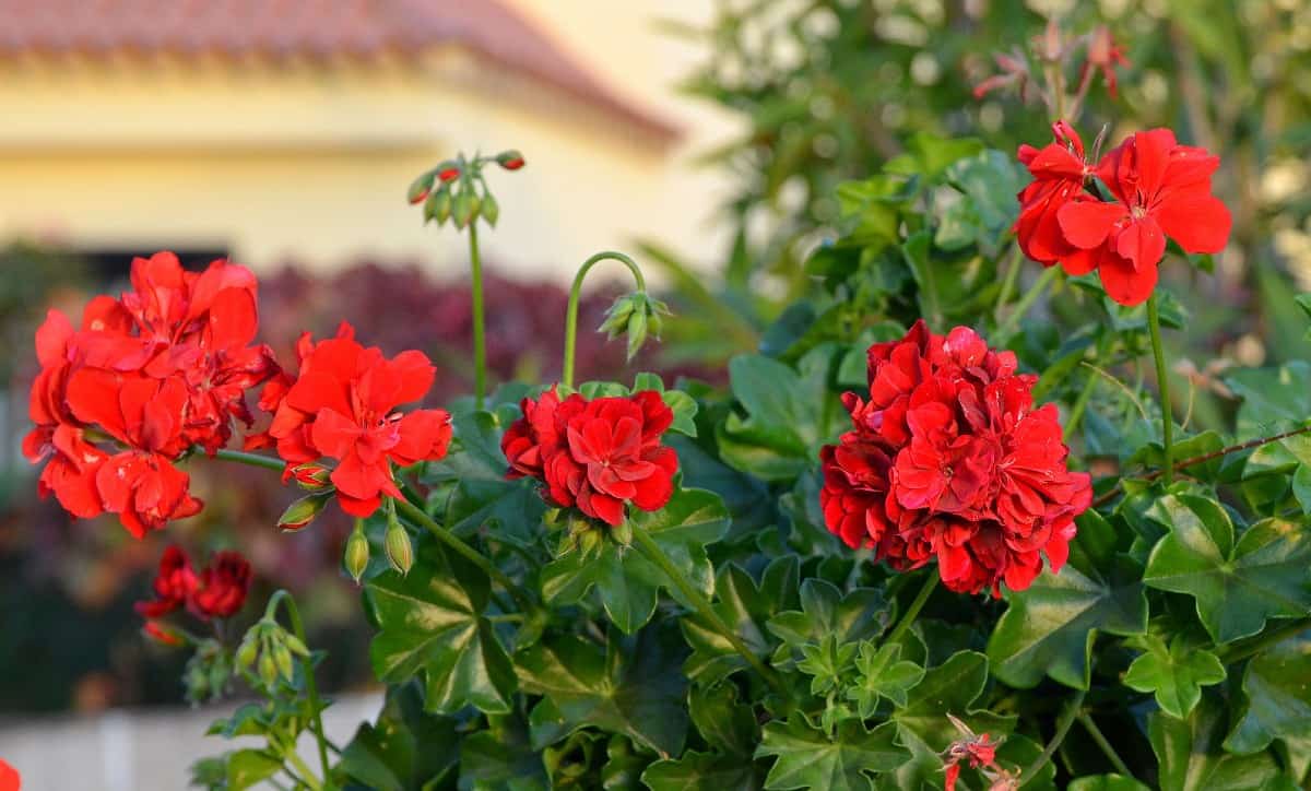 geraniums have been around for more than 100 years