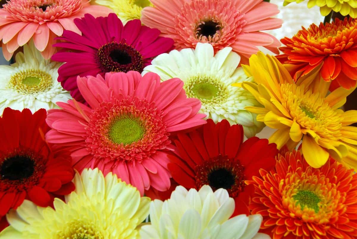 Gerbera daisies brighten any room