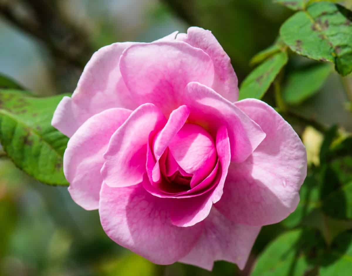 the Gertrude Jekyll rose is an easy-to-grow shrub rose bush