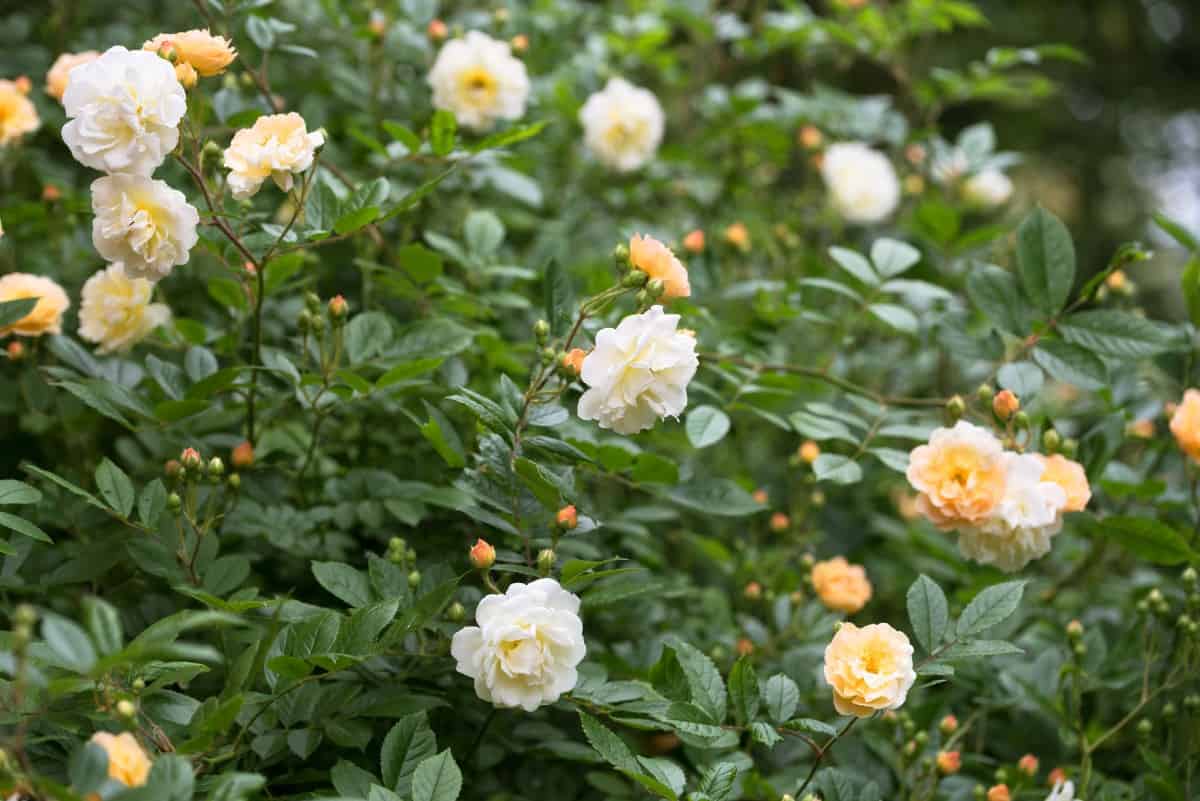 if you want an almost-thornless rose, plant the Ghislaine de Feligonde