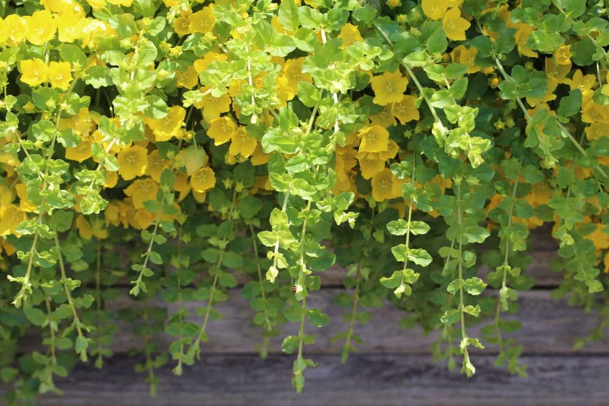 golden creeping Jenny is perfect for a hanging basket