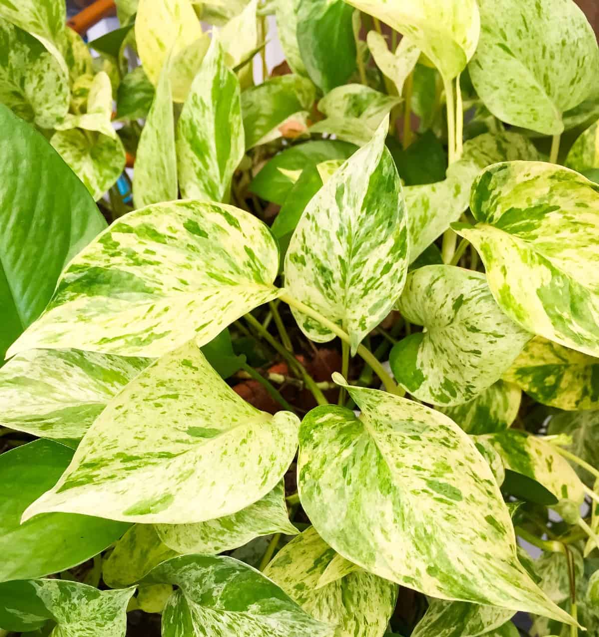 golden pothos is easy to grow and has minimal upkeep