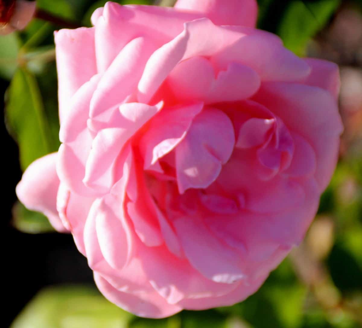 grandiflora rose bushes have multiple blooms on each stem