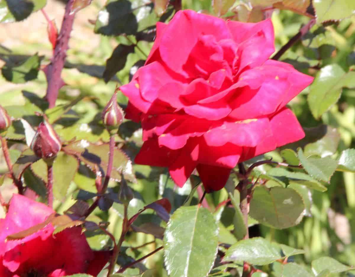 the grandiflora rose is tall and easy to grow