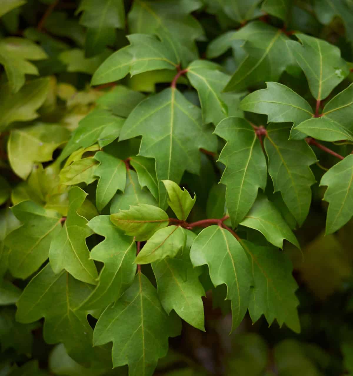 grape ivy is easy to grow and maintain