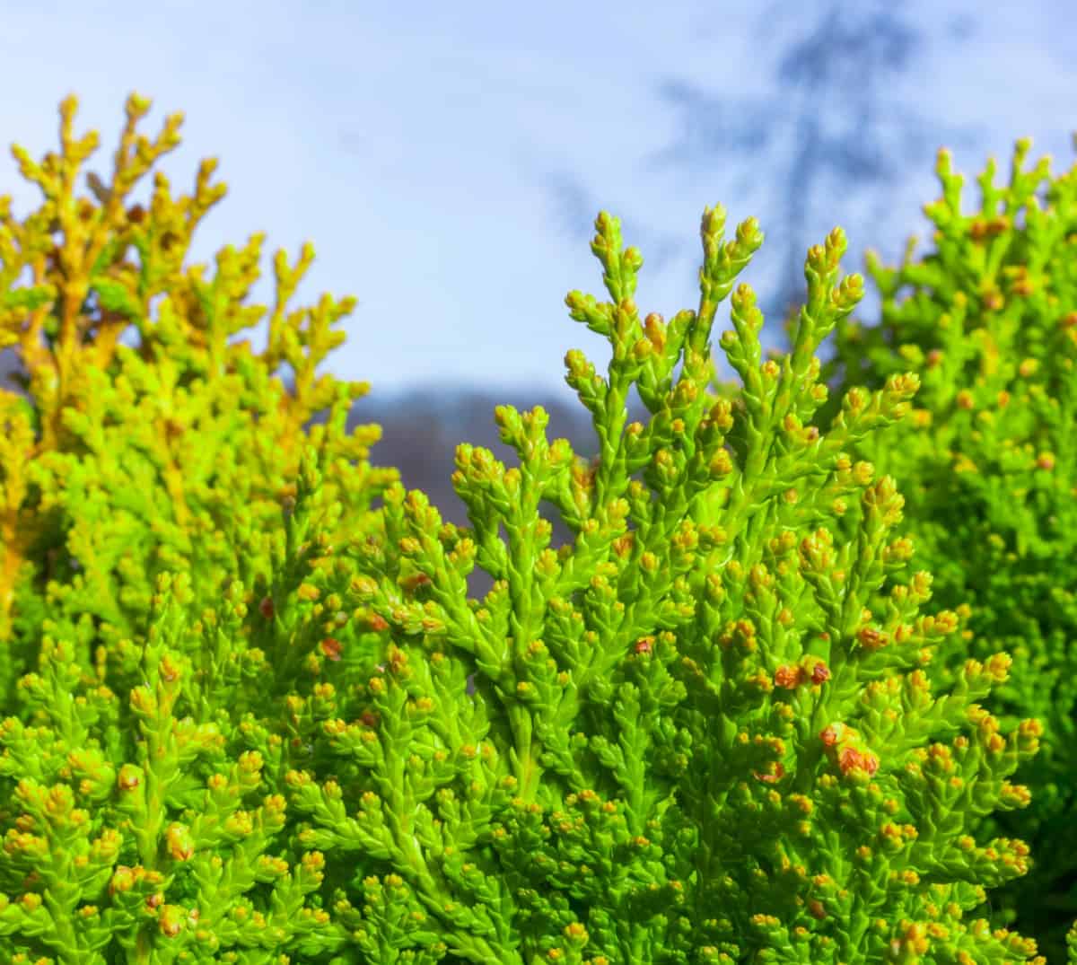 green giant arborvitae is a great privacy shrub