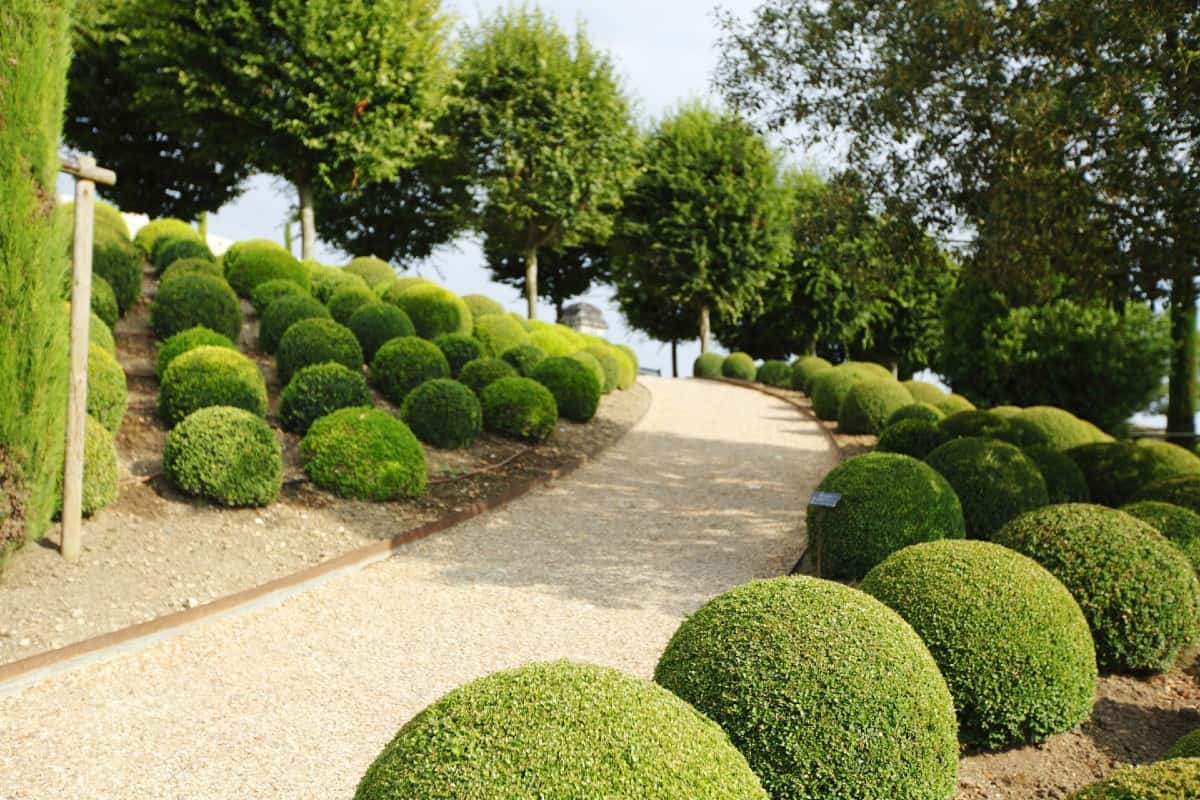 green mountain boxwood does well in a container or the landscape