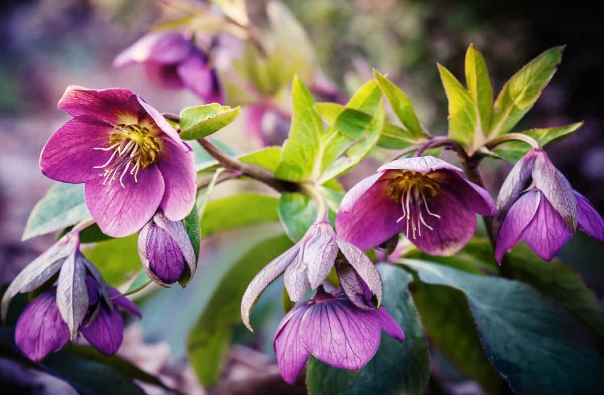 hellebore is also known as the Christmas rose