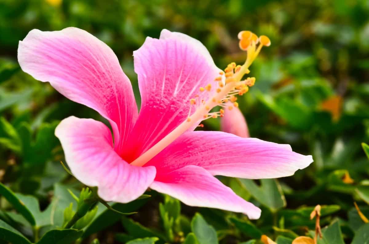 hibiscus is a tropical plant with huge flowers