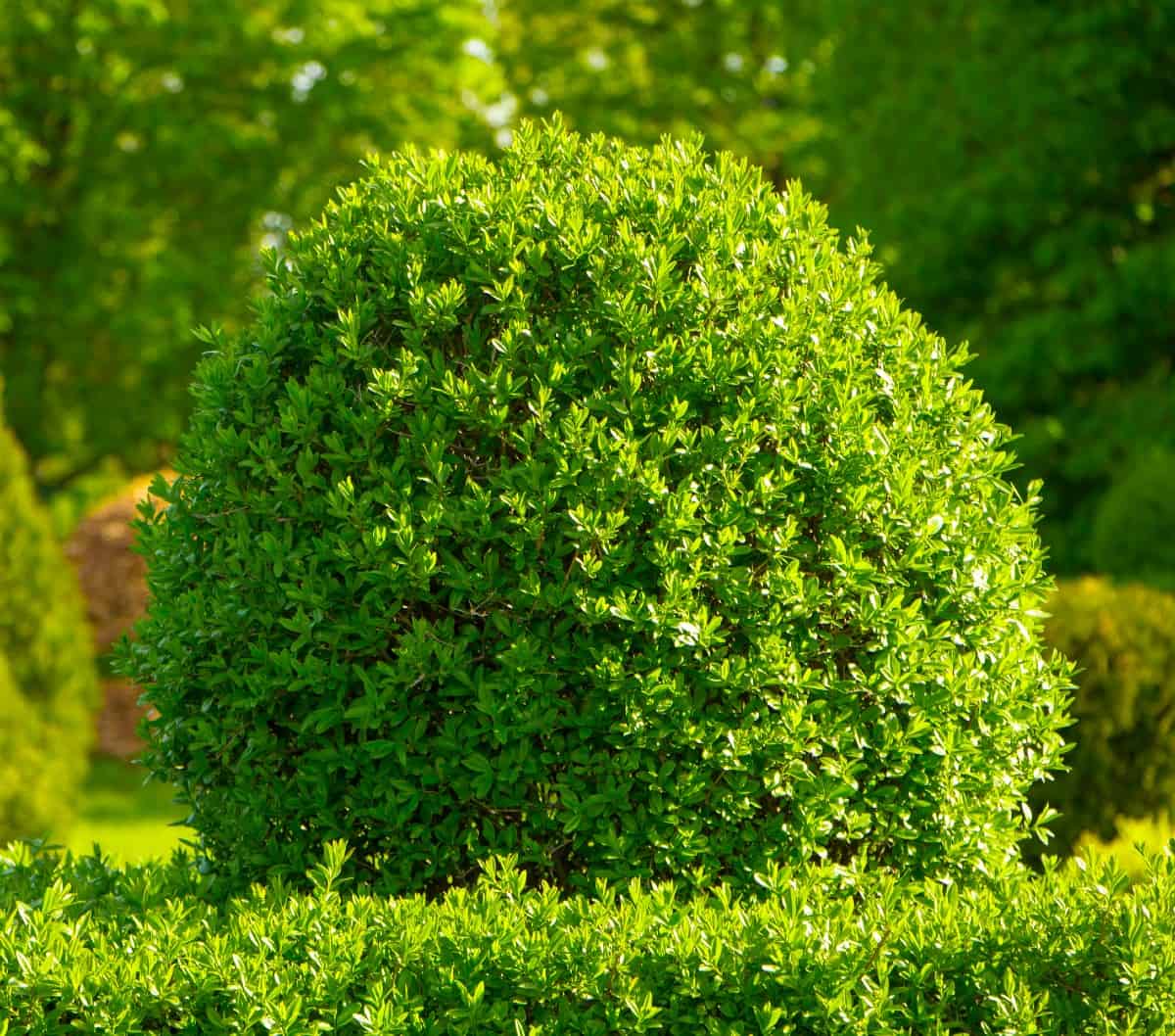 highlander boxwood comes in many shapes and sizes