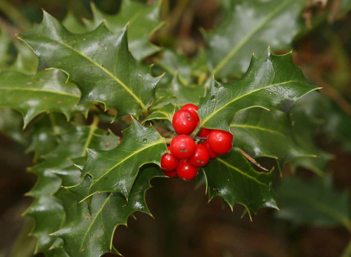the spiny leaves of the holly plant make it deer-resistant